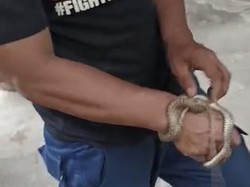 Warga di Parepare Geger Ular Koros 1,5 Meter Muncul dari Dalam Kap Motornya