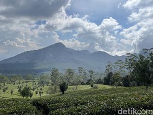 Healing di Kebun Teh Sukawana, Jaraknya Cuma 1 Jam dari Bandung