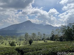 Healing di Kebun Teh Sukawana, Jaraknya Cuma 1 Jam dari Bandung