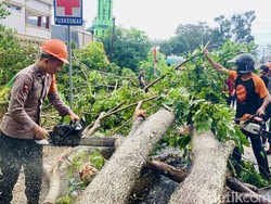 Warga Keluhkan BPBD Bone Lambat Tangani Pohon Tumbang