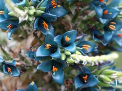 Butuh Waktu 10 Tahun, Tanaman Menara Safir di Inggris Akhirnya Mekar