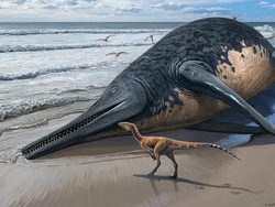 Fosil Diduga Reptil Laut Purba Terbesar Akhirnya Teridentifikasi, Penemunya Para Kolektor Amatir