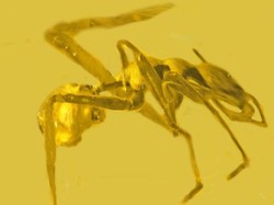 Ada Spesies Laba-laba yang Menyamar Jadi Semut, Ilmuwan Ungkap Alasannya