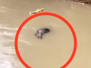 Buaya Muncul di Sungai Palopo, BKSDA Minta Warga Tak Beraktivitas di Lokasi