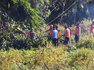 Hujan Angin Seharian Sebabkan Sejumlah Pohon Tumbang di Klungkung