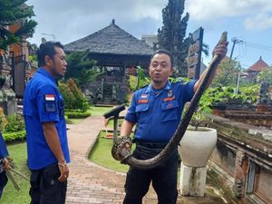 Temuan Ular Besar di Objek Wisata Kerta Gosa Bali yang Bikin Kaget Temuan Ular Besar di Objek Wisata Kerta Gosa Bali yang Bikin Kaget