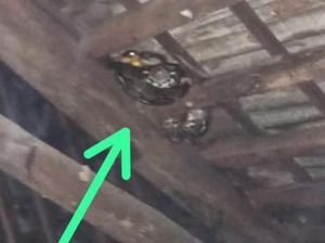Ular Sanca Kembang 2,5 Meter Ngumpet di Atap Rumah Warga Ngemplak