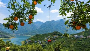 Drone Jadi Alat Transportasi Angkut Jeruk dari Kebun ke Pasar di China