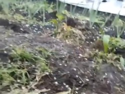 Fenomena Hujan Es Terjadi di Pagar Alam, BMKG Sebut Masuk Musim Pancaroba