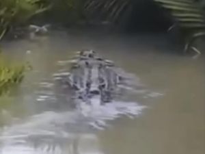 Heboh Penampakan Buaya di Medan, BKSDA Minta Warga Waspada