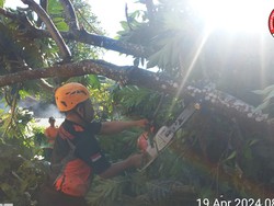 Pohon Sukun Tumbang Timpa Rumah dan Kandang Babi di Jembrana