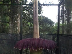 Mekarnya Bunga Bangkai Jadi Kado Ultah ke-172 Kebun Raya Cibodas