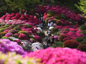 Terpesona Indahnya Bunga Azalea di Kuil Nezu Tokyo Terpesona Indahnya Bunga Azalea di Kuil Nezu Tokyo