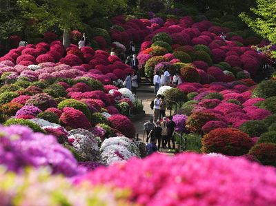 Terpesona Indahnya Bunga Azalea di Kuil Nezu Tokyo