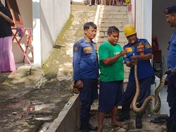 Hiii! Ular Sanca 3 Meter Muncul dari Lubang Kamar Mandi di Bogor