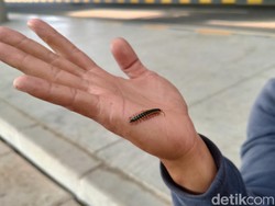 Muncul di Bandara YIA Kulon Progo, Apakah Ulat Gagak Berbahaya?