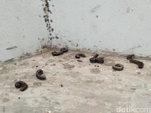 Ulat Gagak Bermunculan di Bandara YIA Kulon Progo, Ini Penyebabnya Ulat Gagak Bermunculan di Bandara YIA Kulon Progo, Ini Penyebabnya