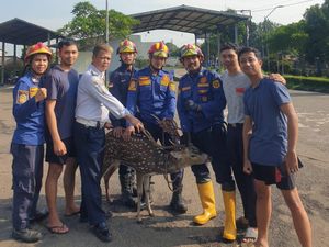Rusa Tutul Dievakuasi Damkar di Kemang Bogor, Kondisi Kaki Terluka Rusa Tutul Dievakuasi Damkar di Kemang Bogor, Kondisi Kaki Terluka