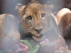 2 Singa KBS Bima dan Dona Ulang Tahun Hari Ini, Apa Hadiahnya?