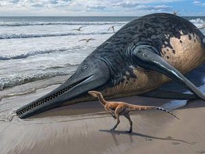 Fosil Reptil Laut Raksasa Sebesar Bus Ditemukan di Pantai Inggris Fosil Reptil Laut Raksasa Sebesar Bus Ditemukan di Pantai Inggris