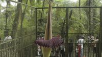 Penampakan Mekarnya Bunga Bangkai di Kebun Raya Cibodas