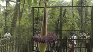 Penampakan Mekarnya Bunga Bangkai di Kebun Raya Cibodas