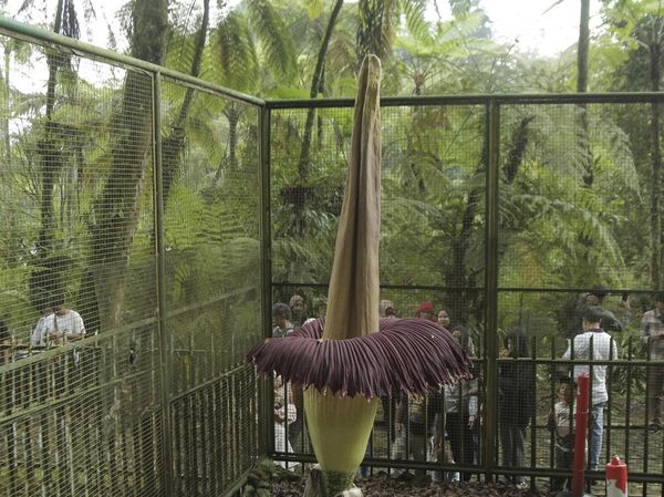Penampakan Mekarnya Bunga Bangkai di Kebun Raya Cibodas