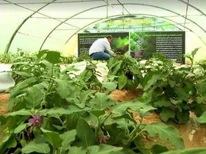 Cara Petani Irak Bercocok Tanam dengan Sedikit Air