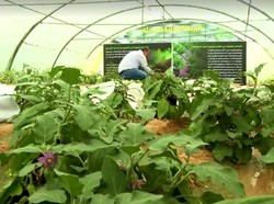 Alternatif Bercocok Tanam dengan Minim Air di Baghdad