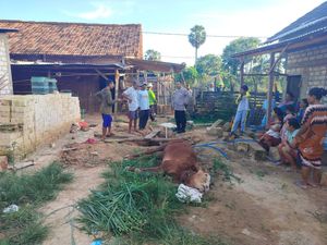 Kabur Saat Hendak Dimandikan, Sapi di Tuban Mati Tercebur Sumur