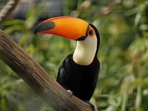 Studi: Burung Pemakan Buah Bantu Pemulihan Hutan Tropis Studi: Burung Pemakan Buah Bantu Pemulihan Hutan Tropis