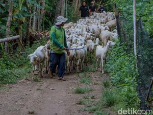 Kisah Unik Anggota TNI Pelihara 400 Ekor Domba, Keluar Masuk Hutan Beri Pakan Kisah Unik Anggota TNI Pelihara 400 Ekor Domba, Keluar Masuk Hutan Beri Pakan