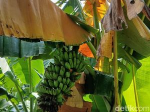 444 Rumpun Pisang di 4 Kecamatan Sikka Diserang Penyakit Layu Pisang 444 Rumpun Pisang di 4 Kecamatan Sikka Diserang Penyakit Layu Pisang