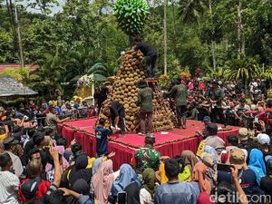 Meriahnya Kenduri Tumpeng Durian Raksasa di Trenggalek Meriahnya Kenduri Tumpeng Durian Raksasa di Trenggalek