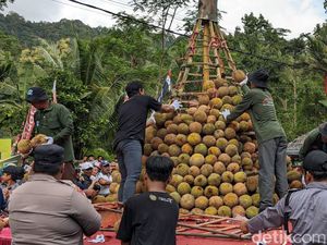 Penghasil Terbanyak se-Indonesia, Ini 5 Jenis Durian di Jawa Timur Penghasil Terbanyak se-Indonesia, Ini 5 Jenis Durian di Jawa Timur