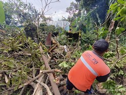Pohon Wani Berukuran Besar Tumbang Timpa 2 Rumah Warga di Buleleng