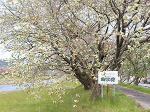 Tak Hanya Pink, Jepang juga Punya Sakura Hijau yang Langka