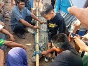 Warga OKI Tangkap Buaya 4 Meter yang Mangsa Hewan Ternak Warga OKI Tangkap Buaya 4 Meter yang Mangsa Hewan Ternak
