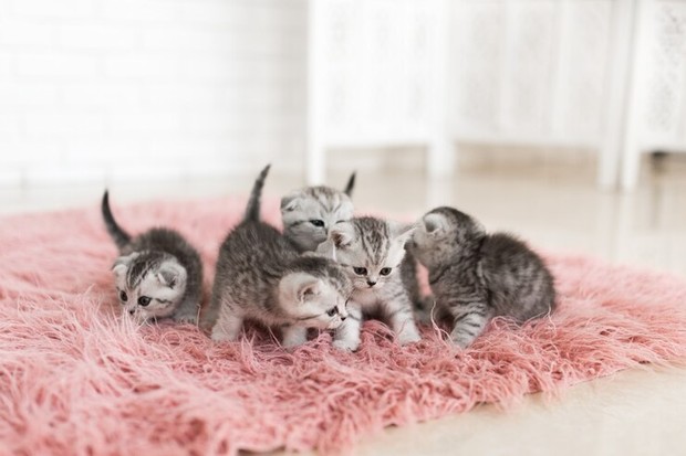 Anak kucing/Foto: Freepik.com/freepic.diller Loker kitten cuddler di Kanada