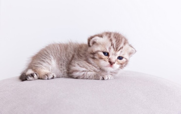 Anak kucing/Foto: Freepik.com/jcomp Loker kitten cuddler di Kanada