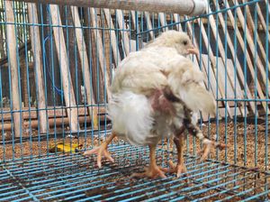 Viral Video TikTok Ayam Berkaki Empat Milik Peternak di Karangasem Viral Video TikTok Ayam Berkaki Empat Milik Peternak di Karangasem