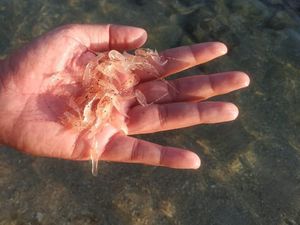 Penyelundupan 148.455 Benih Lobster ke Singapura Digagalkan, Nilainya Rp 14 M