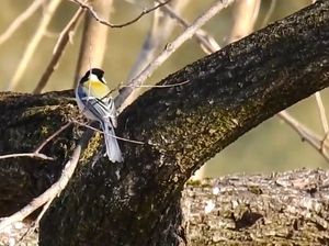 Ternyata Begini Cara Burung Berkomunikasi, Pakai Kepakan Sayap? Ternyata Begini Cara Burung Berkomunikasi, Pakai Kepakan Sayap?