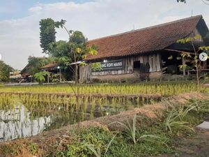 Di Warung Kopi Manis, Ada Menu Rumahan Plus Panorama Sawah Asri Di Warung Kopi Manis, Ada Menu Rumahan Plus Panorama Sawah Asri