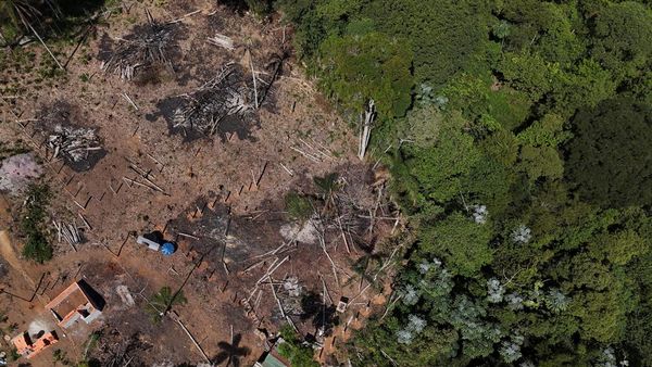 Foto Udara Hutan di Brasil Gundul Akibat Illegal Logging