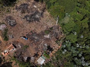 Foto Udara Hutan di Brasil Gundul Akibat Illegal Logging