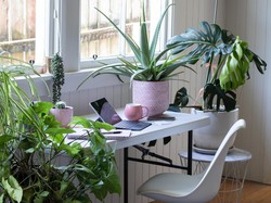 5 Tanaman yang Cocok untuk Rumah Minim Cahaya