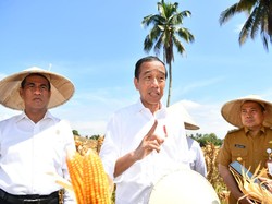 Produksi Jagung Kini Melimpah, Jokowi Bicara Perlunya Peningkatan Harga