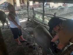 Wabah Ngorok Hantui Kerbau di Ogan Ilir, Para Peternak Cemas