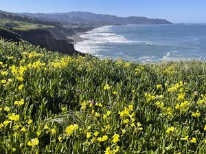 Lanskap Musim Semi yang Memukau di California